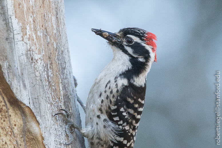 woodpecker